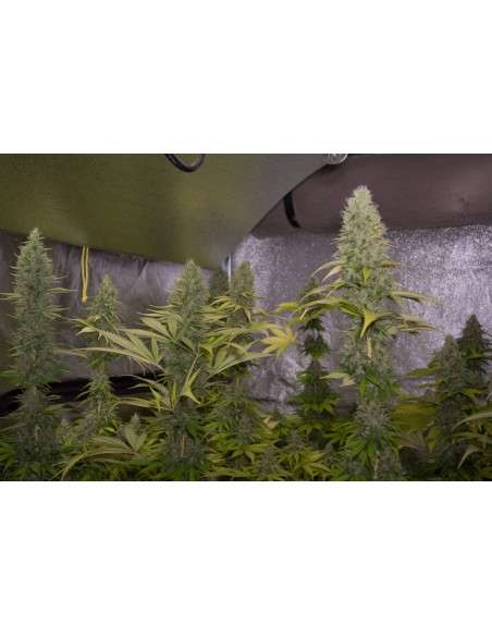 DINAFEM - Shark Shock CBD - 5