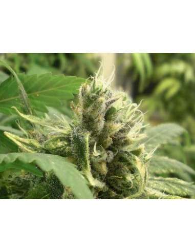 GREEN HOUSE SEEDS - Big Bang - 3