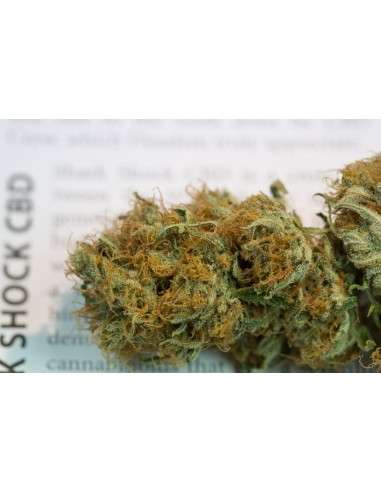 DINAFEM - Shark Shock CBD - 6