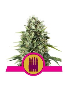 ROYAL QUEEN SEEDS - Royal AK - 1