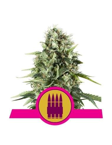 ROYAL QUEEN SEEDS - Royal AK - 1