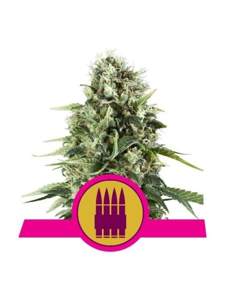 ROYAL QUEEN SEEDS - Royal AK - 1