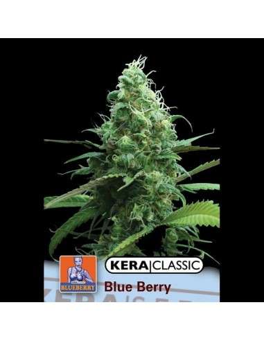KERA SEEDS - Blue Berry White - 1
