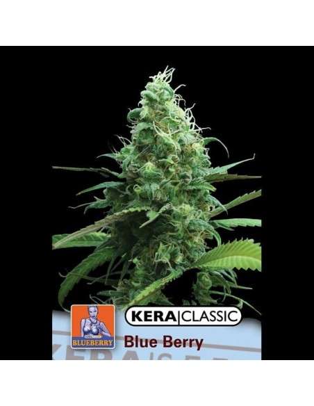KERA SEEDS - Blue Berry White - 1