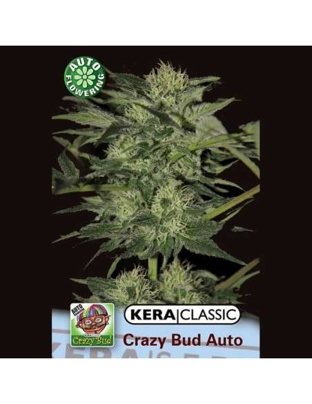 KERA SEEDS - Crazy Bud - 1
