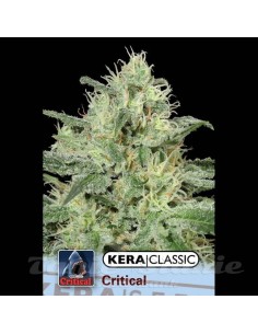 KERA SEEDS - Critical - 1