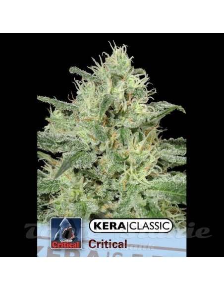 KERA SEEDS - Critical - 1