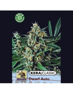 KERA SEEDS - Kera Dwarf - 1