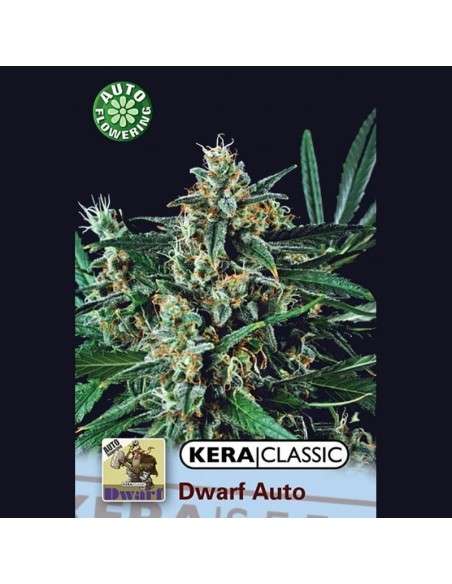 KERA SEEDS - Kera Dwarf - 1