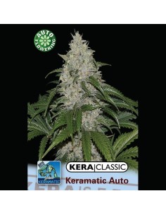 KERA SEEDS - Kera Matic - 1