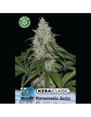 KERA SEEDS - Kera Matic - 1