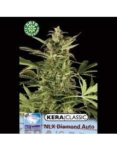 KERA SEEDS - N.L.X. Diamond Auto - 1