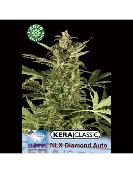 KERA SEEDS - N.L.X. Diamond Auto - 1