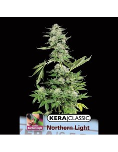 KERA SEEDS - Northern Light - 1