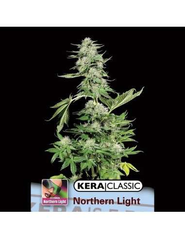 KERA SEEDS - Northern Light - 1