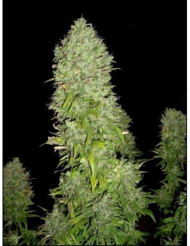 GREEN HOUSE SEEDS - Big Bang - 4