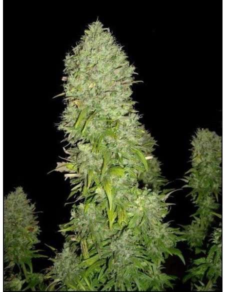 GREEN HOUSE SEEDS - Big Bang - 4