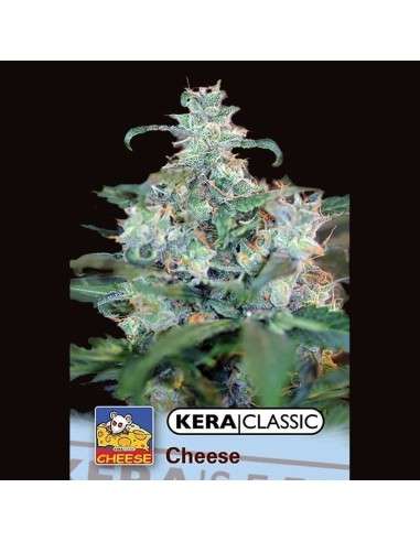 KERA SEEDS - Special Cheese - 1