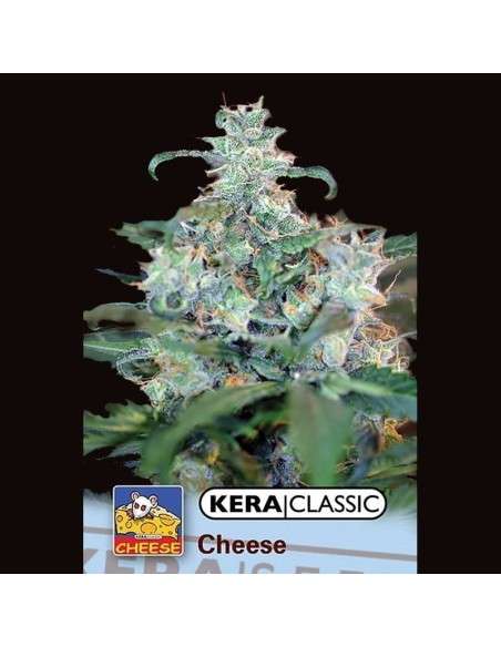 KERA SEEDS - Special Cheese - 1