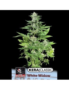 KERA SEEDS - White Widow - 1