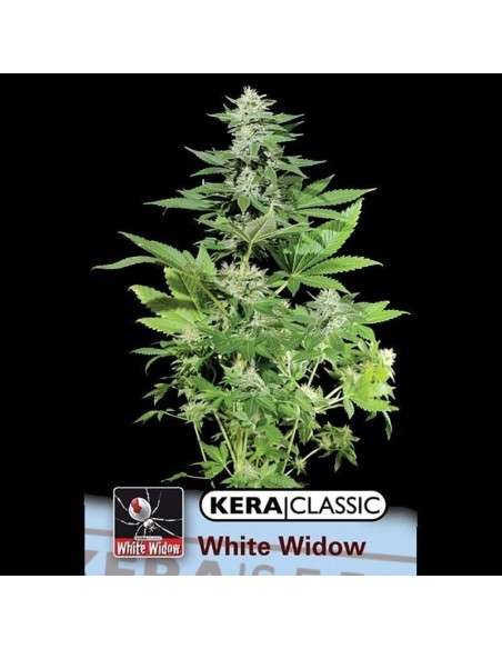 KERA SEEDS - White Widow - 1