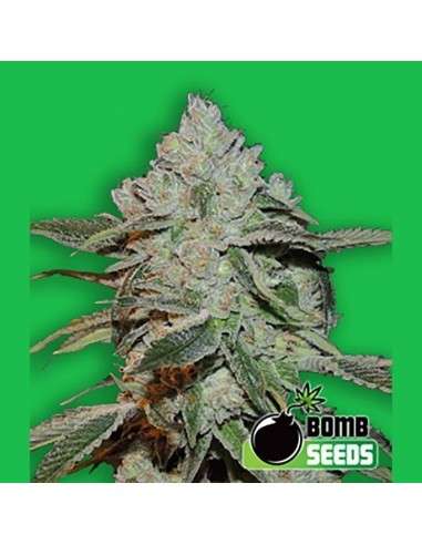 BOMB SEEDS - Atomic - 1