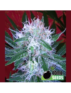 BOMB SEEDS - Auto Bomb - 1