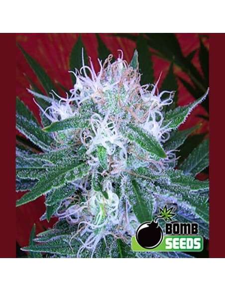 BOMB SEEDS - Auto Bomb - 1