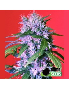 BOMB SEEDS - Berry Bomb - 1