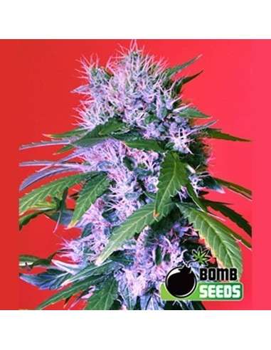 BOMB SEEDS - Berry Bomb - 1