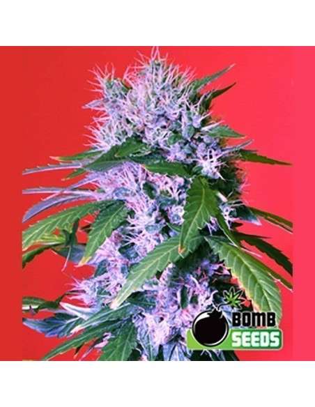 BOMB SEEDS - Berry Bomb - 1