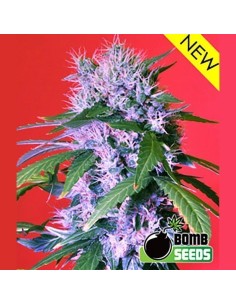 BOMB SEEDS - Berry Bomb Auto - 1
