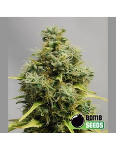 BOMB SEEDS - Big Bomb - 1