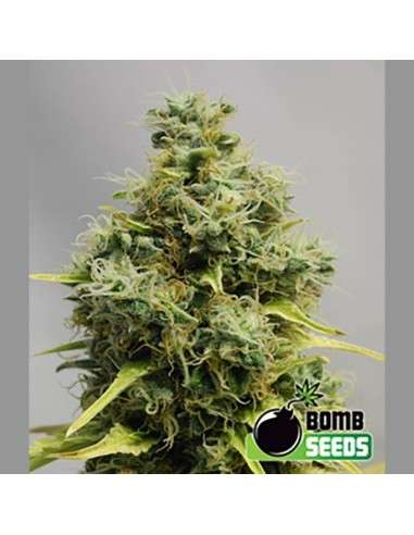 BOMB SEEDS - Big Bomb - 1