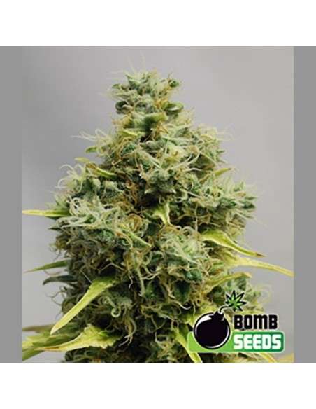 BOMB SEEDS - Big Bomb - 1