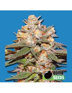 BOMB SEEDS - Big Bomb Auto - 1