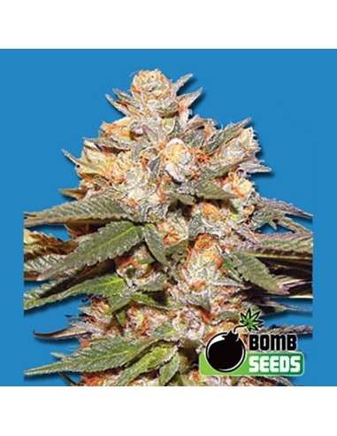 BOMB SEEDS - Big Bomb Auto - 1