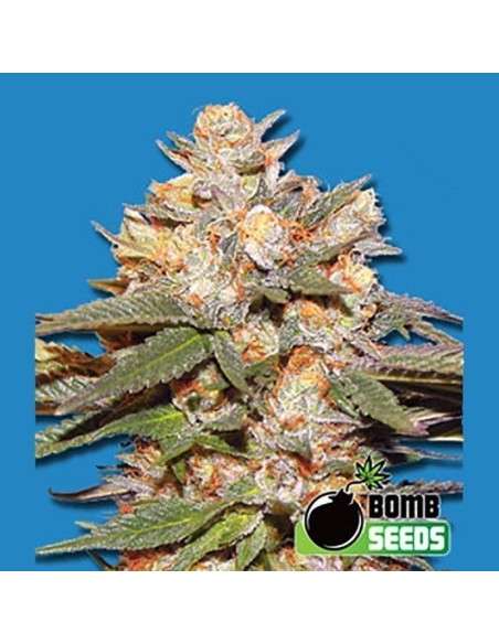BOMB SEEDS - Big Bomb Auto - 1
