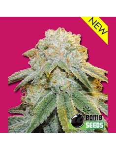 BOMB SEEDS - Bubble Bomb - 1