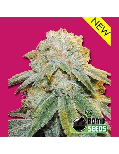 BOMB SEEDS - Bubble Bomb - 1