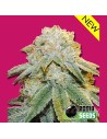 BOMB SEEDS - Bubble Bomb - 1