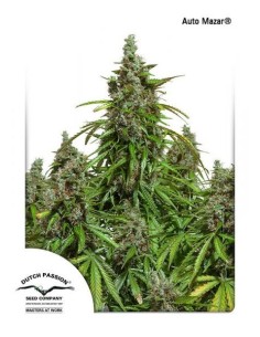 DUTCH PASSION - Auto Mazar - 1