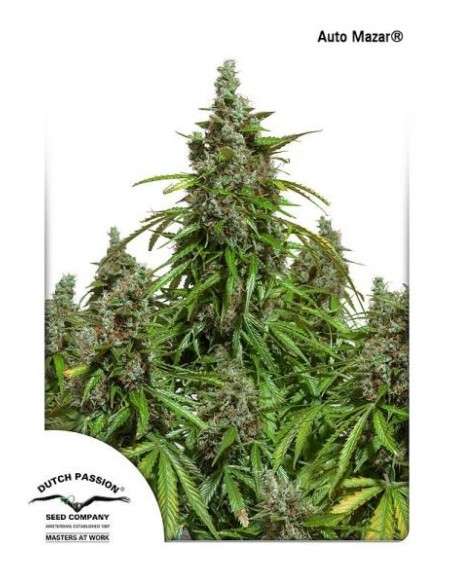 DUTCH PASSION - Auto Mazar - 1