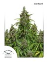DUTCH PASSION - Auto Mazar - 1