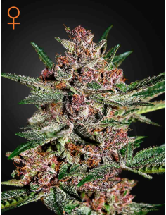 GREEN HOUSE SEEDS - Bubba Kush - 1