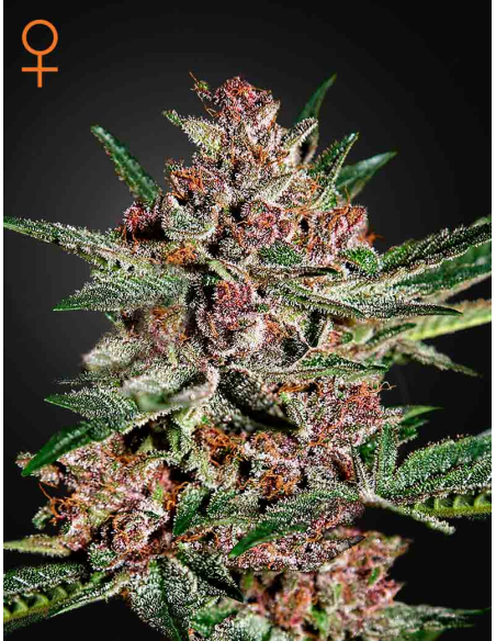 GREEN HOUSE SEEDS - Bubba Kush - 1