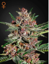 GREEN HOUSE SEEDS - Bubba Kush - 1