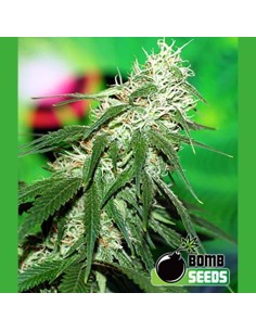 BOMB SEEDS - Buzz Bomb - 1