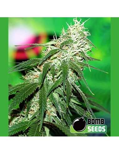 BOMB SEEDS - Buzz Bomb - 1
