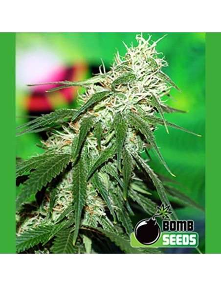 BOMB SEEDS - Buzz Bomb - 1